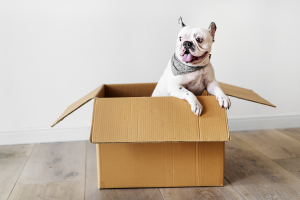 Moving Long Distance With Pets