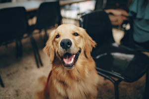 Moving Long Distances With Pets