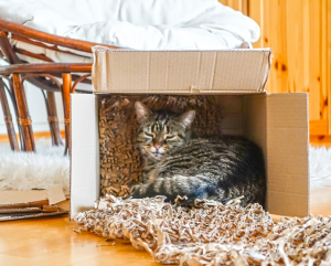 Moving With Pets