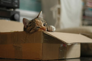 Pet Moving Services