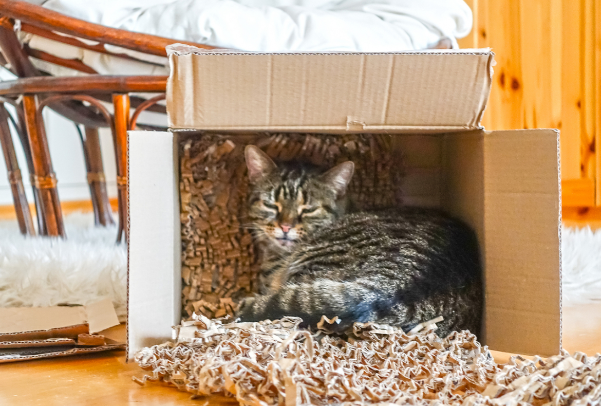 Pets and Moving: Quick Tips for Safely Relocating Your Furry Friend in NYC & Beyond