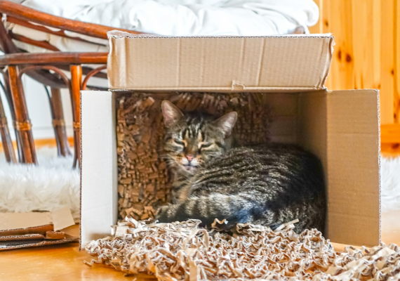 Pets and Moving: Quick Tips for Safely Relocating Your Furry Friend in NYC & Beyond