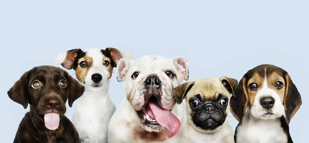 Pet Eviction Notice